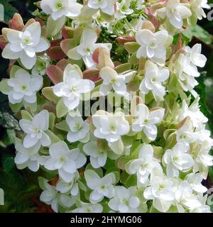 Eichenholzhortensie (Hydrangea quercifolia 'Snowflake', Hydrangea quercifolia Snowflake), blühende, kultivierte Snowflake Stockfoto