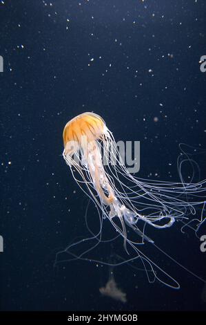 Braune Quallen, braune Riesenquallen (Chrysaora melanaster), schwimmend, Seitenansicht Stockfoto