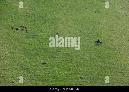 Hirte und Schafe weiden auf Hügeln Stockfoto