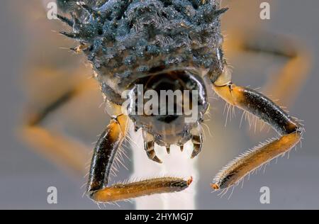 Marienkäfer, Marienkäfer, Marienkäfer, Marienkäfer (Coccinellidae), Larve, Portrait, Deutschland, Bayern Stockfoto