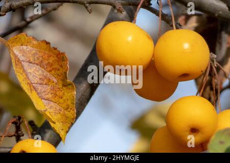 Toringo Crab-Apfel, Toringo Crab Apfel (Malus 'Golden Hornet', Malus Golden Hornet), Früchte der Sorte Golden Hornet Stockfoto