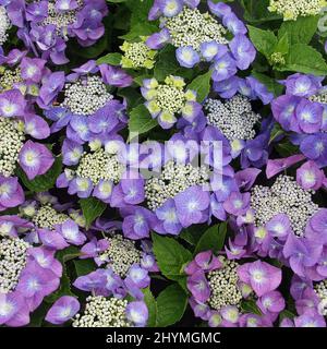 Gartenhortensien, Spitzenhut Hortensien (Hydrangea macrophylla 'Blaumeise', Hydrangea macrophylla Blaumeise), blühend, Sorte Blaumeise Stockfoto