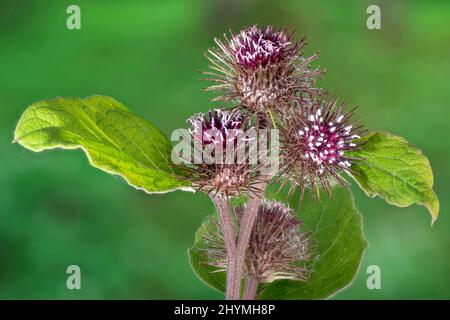 Klette, kleine Klette (Arctium minus), Blütenstände, Deutschland, Bayern Stockfoto