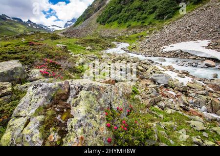 Fluss Ill im Montafon-Tal, Österreich, Vorarlberg Stockfoto