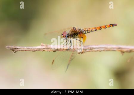 Violetter Wasserfallflügel, violett markierter Dunkelbauch, violett-rot-dunkler, pflaumenfarbener Wasserfallflügel (Trithemis annulata), weiblich, Frankreich, Korsika Stockfoto