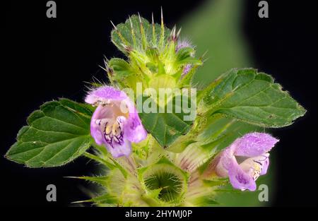 Bifid-Hanfnessel (Galeopsis bifida), Blumen und Blätter, Deutschland, Bayern, Murnauer Moos Stockfoto