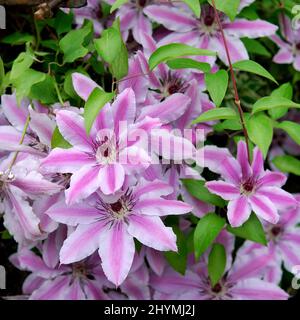 clematis, Jungfrauen-Mäher (Clematis 'Nelly Moser', Clematis Nelly Moser), Kultivar Nelly Moser Stockfoto