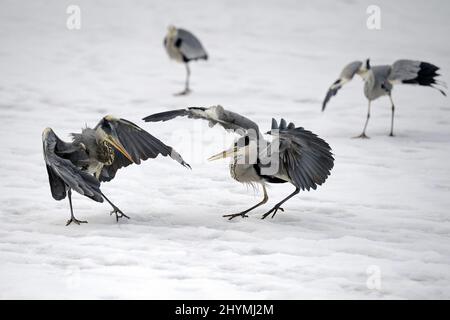 Graureiher (Ardea cinerea), streitend im Winter, Deutschland Stockfoto