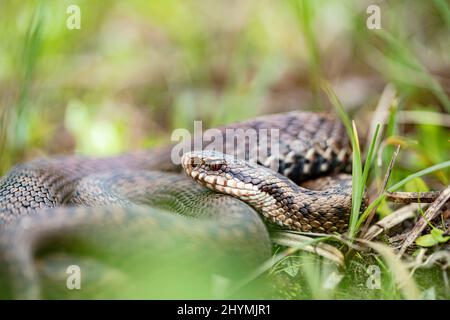 Natter, gemeine Viper, gemeine Europäische Viper, gemeine Vipera berus, auf Gras, Deutschland, Bayern, Oberbayern, Oberbayern Stockfoto