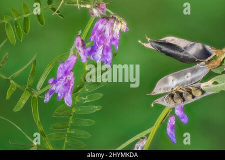 Vogelvetch, Weingras, getuftete Vetch (Vicia cracca), Blumen und Früchte, Deutschland, Bayern, Murnauermoos-Oberbayern Alpenvorland Stockfoto