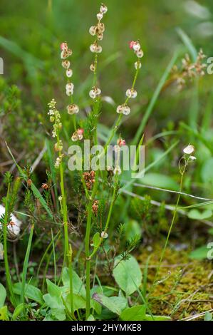 Echter französischer Sauerampfer, französischer Sauerampfer (Rumex scutatus), Frucht, Österreich, Tirol, Tannheimer Berge Stockfoto