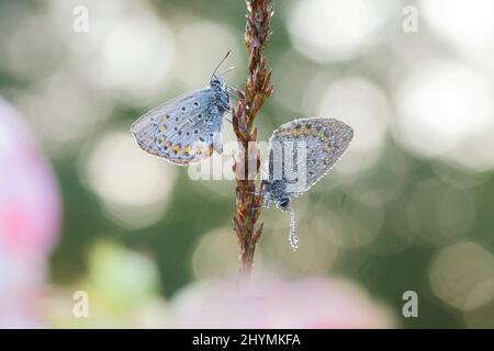 Silberbesetztes Blau (Plebejus argus, Plebeius argus), zwei silberbestückte Blautöne mit Morgentau auf einem Grasohr, Deutschland, Bayern Stockfoto