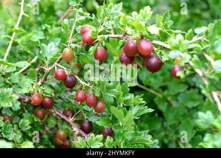 Wilde Stachelbeere, Europäische Stachelbeere (Ribes uva-crispa 'Remarka', Ribes uva-crispa Remarka), Stachelbeeren auf einem Zweig, Sorte Remarka Stockfoto