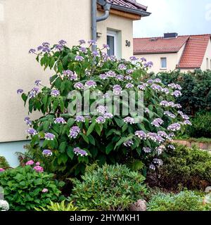 großblatt-Hortensien (Hortensia sargentiana, Hortensia aspera subsp. Sargentiana), blühend in einem Garten, Deutschland Stockfoto