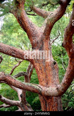 Japanische rot-Kiefer (Pinus Densiflora), Stamm, Japan, Honshu Stockfoto