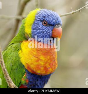 Coconut Lorikeet (Trichoglossus haematodus caeruleiceps, Trichoglossus caeruleiceps), Porträt Stockfoto