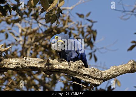 Hyazinthara, Hyazinthara (Anodorhynchus hyazinthus), auf einem Ast thront, Brasilien, Pantanal Stockfoto