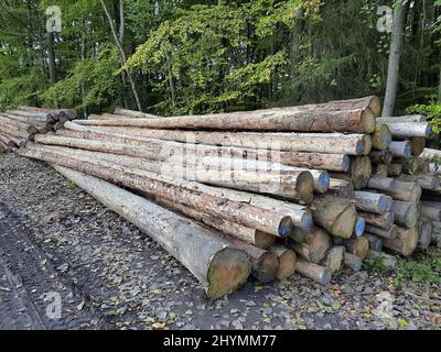 Lagerplatz mit langem Holz auf einer Zufahrtsstraße im Wald, Deutschland Stockfoto