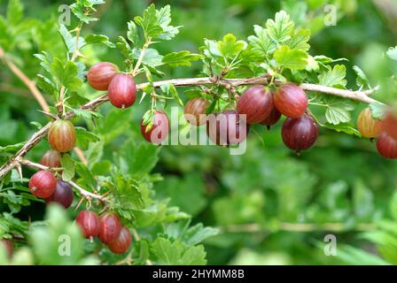 Wilde Stachelbeere, Europäische Stachelbeere (Ribes uva-crispa 'Remarka', Ribes uva-crispa Remarka), Stachelbeeren auf einem Zweig, Sorte Remarka, Deutschland Stockfoto