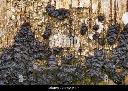 Hexenbutter, schwarze Hexenbutter, schwarze Geleerrolle, Warty-Gelee-Pilz (Exidia glandulosa, Exidia truncata), auf Totholz, Deutschland, Bayern Stockfoto