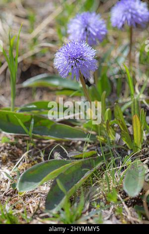 Globe Daisy (Globularia nudicaulis), blühend, Deutschland, Bayern Stockfoto