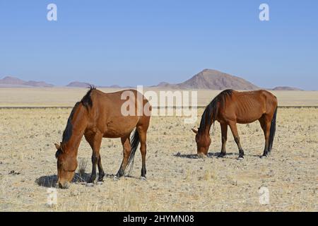 Namib Wildpferd (Equus przewalskii f. caballus), grasende Wildpferde in Garub bei aus, Namibia Stockfoto