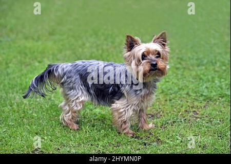 Yorkshire Terrier (Canis lupus f. familiaris), auf einer Wiese stehend, Seitenansicht Stockfoto