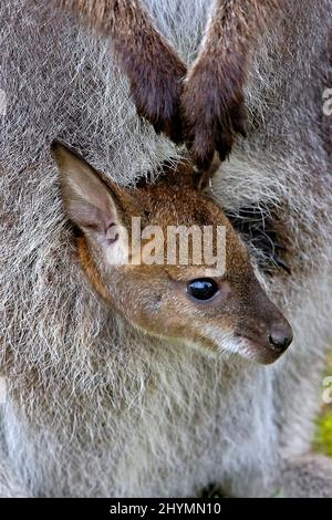 Rothalswallaby, Bennett´s Wallaby (Macropus rufogriseus, Wallabia rufogrisea), Jugendliche Peers aus dem Beutel Stockfoto