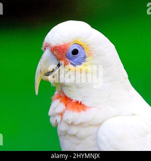 Little corella (Cacatua sanguinea), Portrait, Australien, Northern Territory, Kakadu Nationalpark Stockfoto