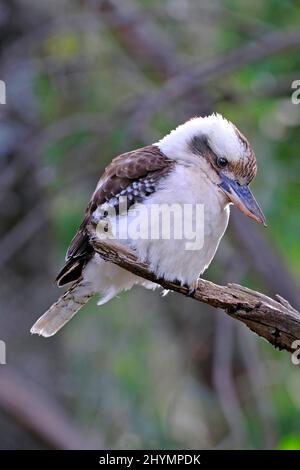 kookaburra, lachend kookaburra (Dacelo gigas, Dacelo noveaguineae), auf einem Zweig, Australien, Warrumbungle National Park thront Stockfoto