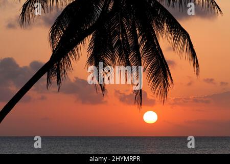 Silhouette von Palmen im Sonnenuntergang über dem Meer, Hotel, Bungalow Resort, Maria la Gorda, Pinar del Rio Provinz, Kuba, Karibik Stockfoto