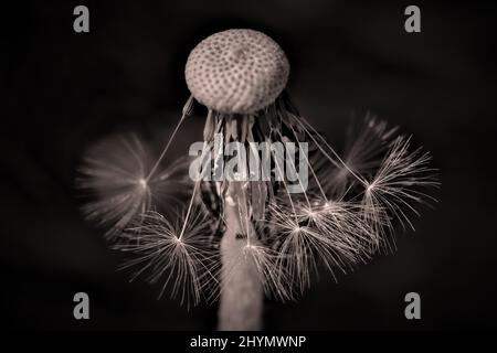 Die letzten Samen eines verwelkten Löchenkörner (Taraxacum), Sepia-Toning Stockfoto