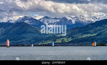 Segelregatta auf dem Zürichsee, Seedamm und Alpen im Hintergrund, Rapperswil, Schweiz Stockfoto