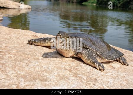 Afrikanische Softshell-Schildkröte oder Nil-Softshell-Schildkröte (Trionyx triunguis) mediterrane Unterpopulation der Nil-Weichschildkröte Stockfoto