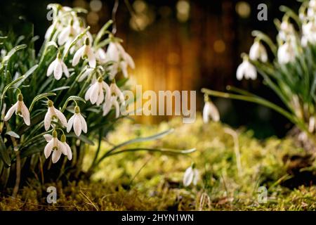 Frühling Wald Schneeglöckchen, schöne erste Blüte Frühling weiße Blumen auf Moos im wilden Wald. Schönheit der Natur. Stockfoto