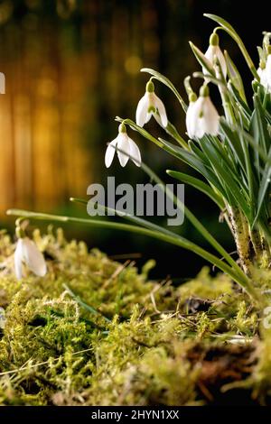 Frühling Wald Schneeglöckchen, schöne erste Blüte Frühling weiße Blumen auf Moos im wilden Wald. Schönheit der Natur. Stockfoto
