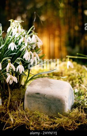 Frühling Wald Schneeglöckchen, schöne erste Blüte Frühling weiße Blumen auf Moos im wilden Wald. Würfelstein als Schaupodium für natürliche Öko-Produkte. C Stockfoto