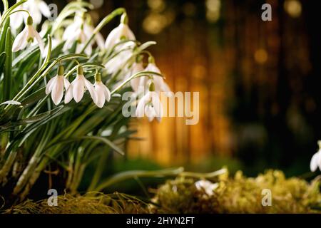 Nahaufnahme von Schneeglöckchen im Frühlingswald, wunderschöne erste blühende Frühlingsblumen auf Moos im wilden Wald. Schönheit der Natur. Stockfoto