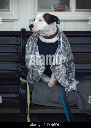 Ein Hund sitzt an einem kalten Wintertag auf einer Bank Stockfoto