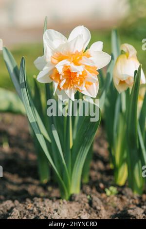 Schöne Frottee-Narzisse Manly blüht im Frühling im Garten Stockfoto