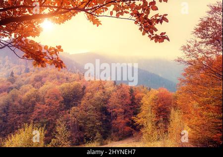 Majestätische Landschaft mit Herbstbäumen im Wald. Karpaten, Ukraine, Europa. Beauty-Welt. Retro-gefiltert. Toning-Effekt. Stockfoto