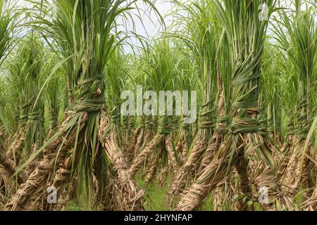 Zuckerrohrfeld. Reihe um Reihe Zuckerrohr. Köstlicher Zucker wird aus Zuckerrohr hergestellt. Stockfoto