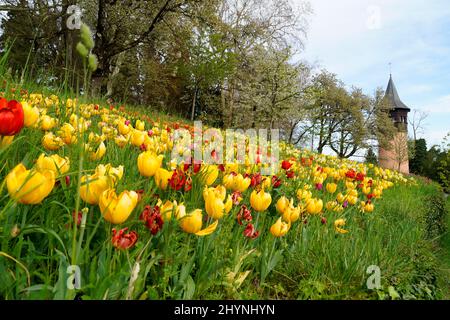 Eine üppige Frühlingswiese voller farbenfroher Tulpen auf der Blumeninsel Mainau an einem sonnigen Apriltag mit den deutschen Alpen im Hintergrund (Bodensee oder Bo Stockfoto