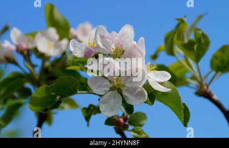 apfelbäume in voller Blüte an einem schönen Tag im April am Bodensee oder Bodensee (Bodensee, Deutschland) Stockfoto