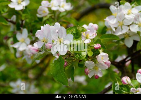 apfelbäume in voller Blüte an einem schönen Tag im April am Bodensee oder Bodensee (Bodensee, Deutschland) Stockfoto