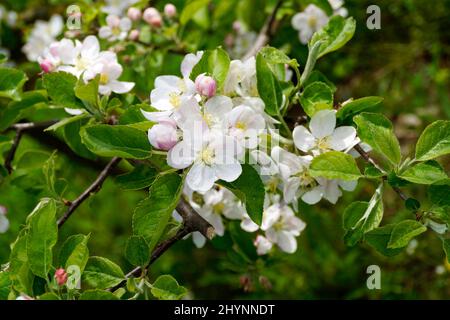 apfelbäume in voller Blüte an einem schönen Tag im April am Bodensee oder Bodensee (Bodensee, Deutschland) Stockfoto