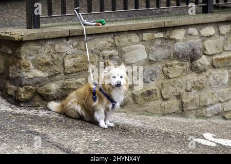 Hund auf der Straße gebunden, Haustiere, Haustiere Stockfoto