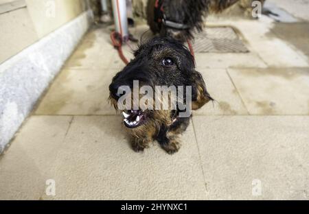 Hund auf der Straße gebunden, Haustiere, Haustiere Stockfoto