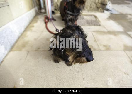 Hund auf der Straße gebunden, Haustiere, Haustiere Stockfoto