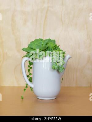 Vertikale Nahaufnahme der Sukulenten in der weißen Teekane. Stockfoto